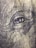 A close-up view of a highly detailed engraving of an eye, found on currency, showcasing intricate line work and patterns.