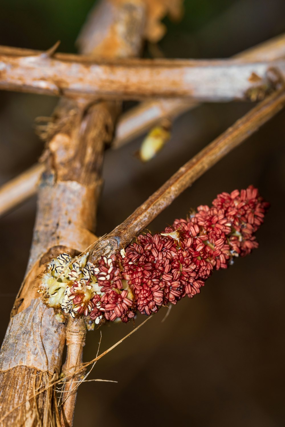 red and yellow flower buds on brown tree branch