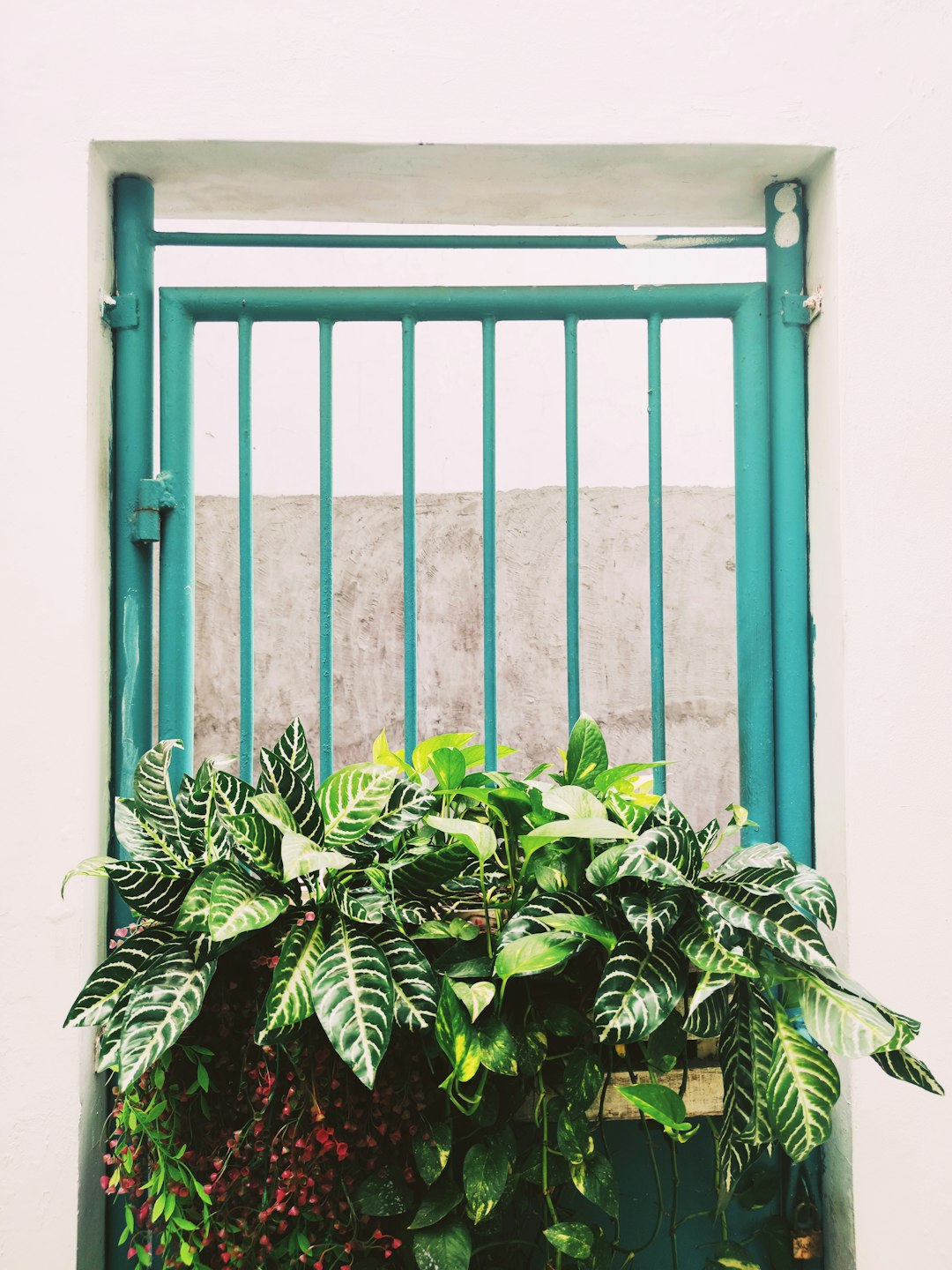green plant beside blue wooden window