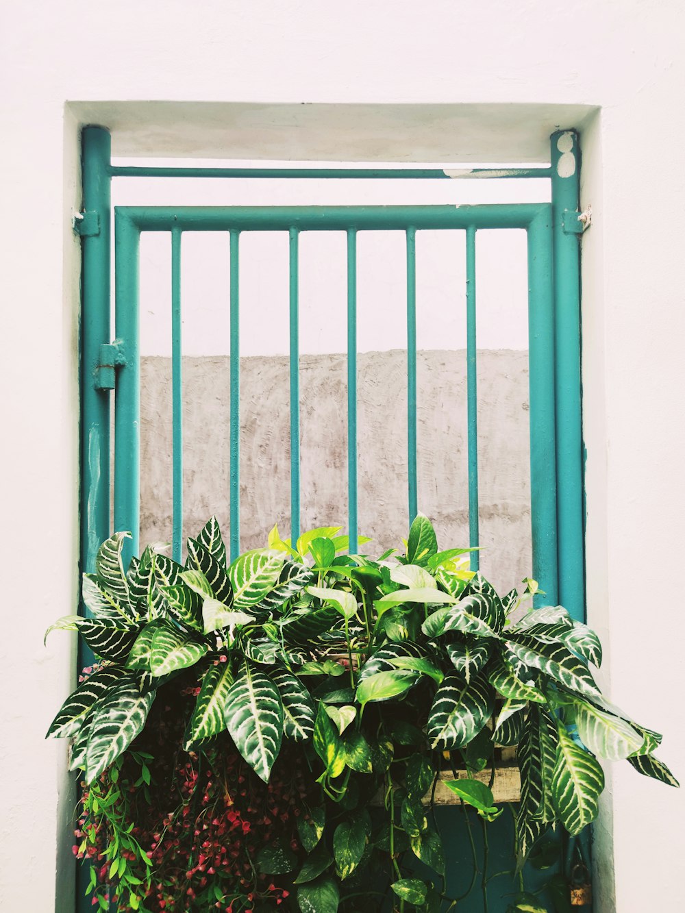 green plant beside blue wooden window