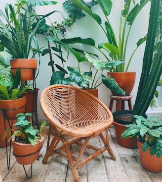 brown woven chair near green plant