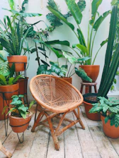 brown woven chair near green plant