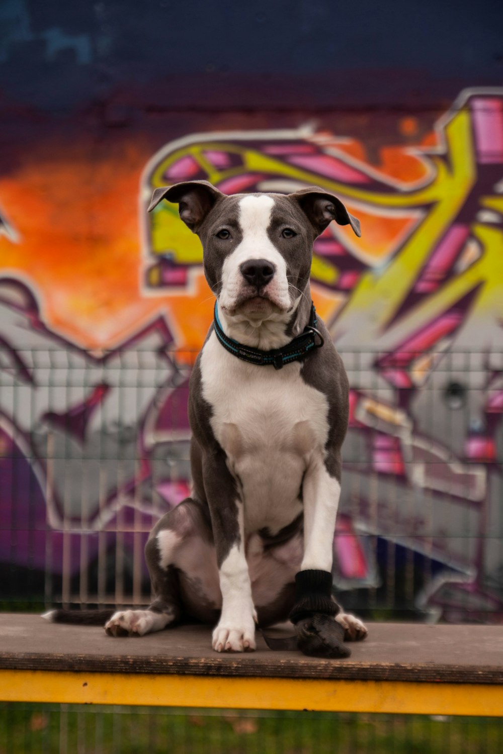 black and white short coated dog on black metal cage