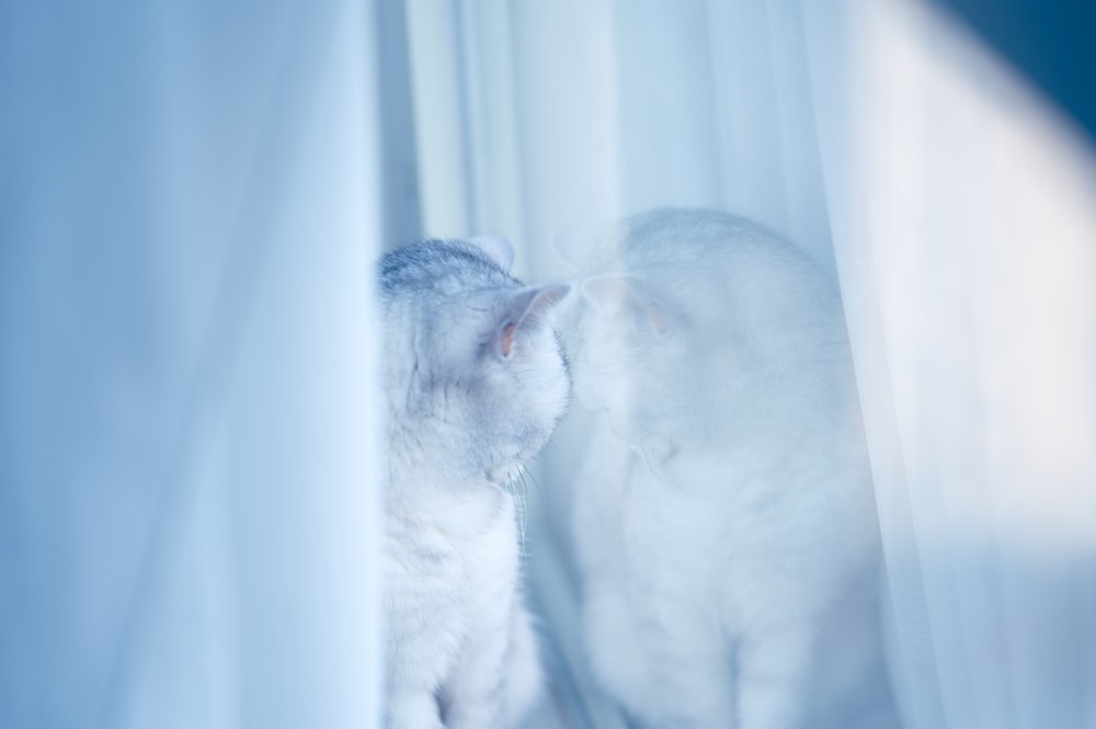 white cat on white textile