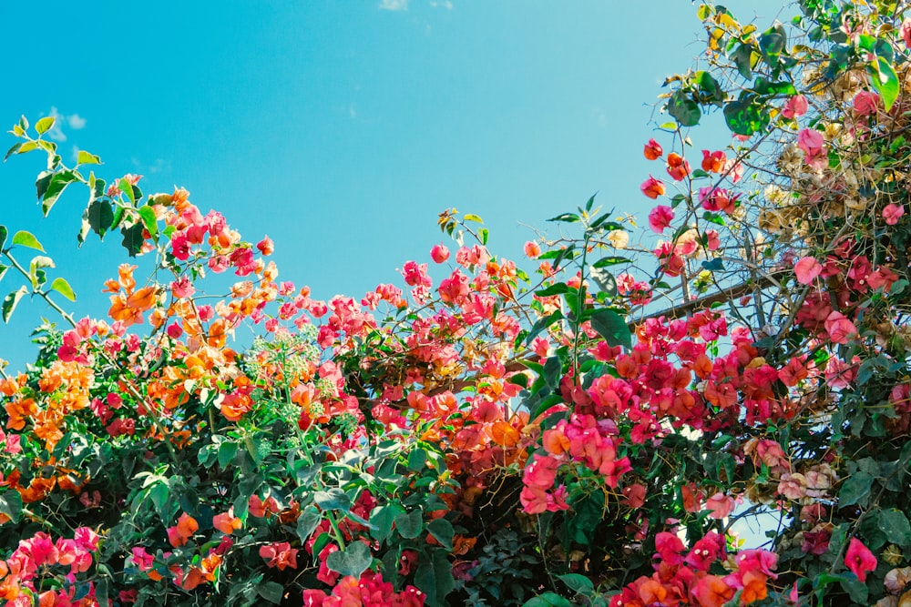 red and yellow flowers under blue sky during daytime