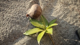 A brown, fibrous coconut-like object lies on sandy ground next to a green leafy plant with multiple pointed leaves.