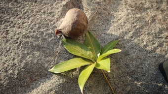 A brown, fibrous coconut-like object lies on sandy ground next to a green leafy plant with multiple pointed leaves.