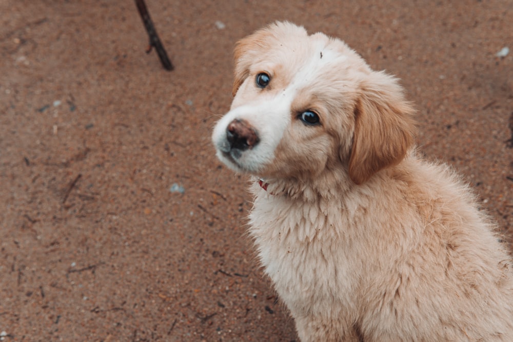 white and brown short coated dog