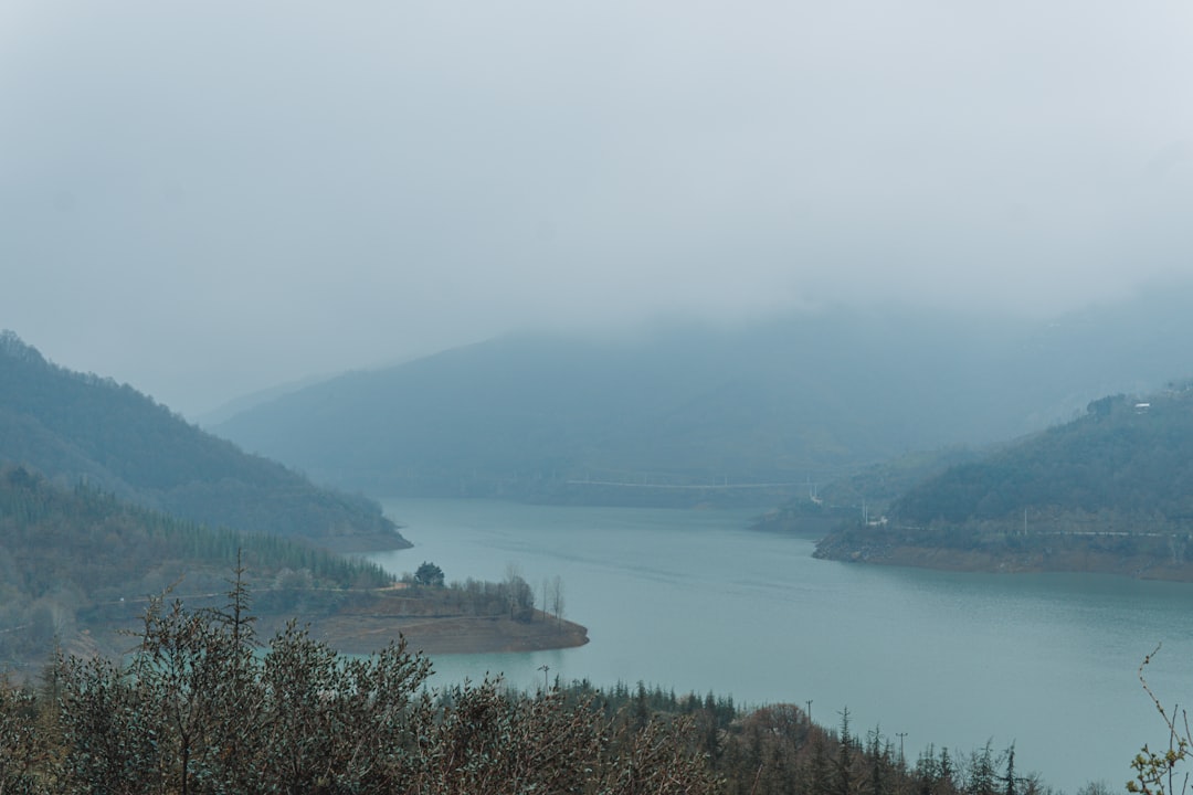 green trees near body of water during daytime