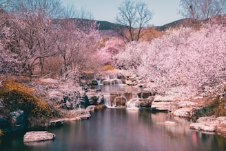 A serene landscape featuring a tranquil river surrounded by cherry blossom trees in full bloom.