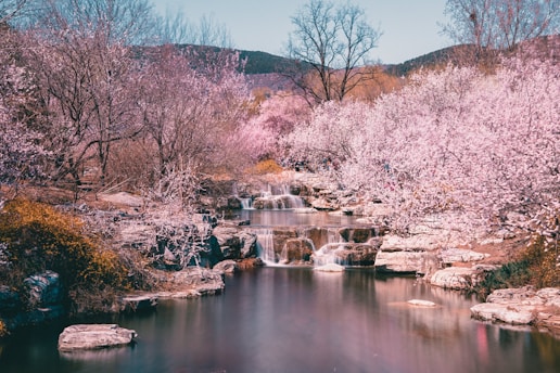A serene landscape featuring a tranquil river surrounded by cherry blossom trees in full bloom.