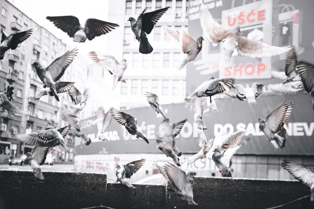 flock of birds flying over the building during daytime