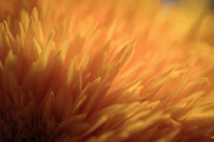 Close-up of a yellow and pink abstract floral design with soft glowing edges.