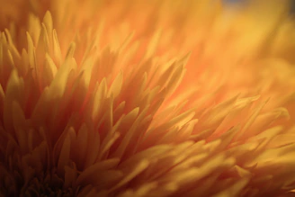 Close-up of a yellow and pink abstract floral design with soft glowing edges.