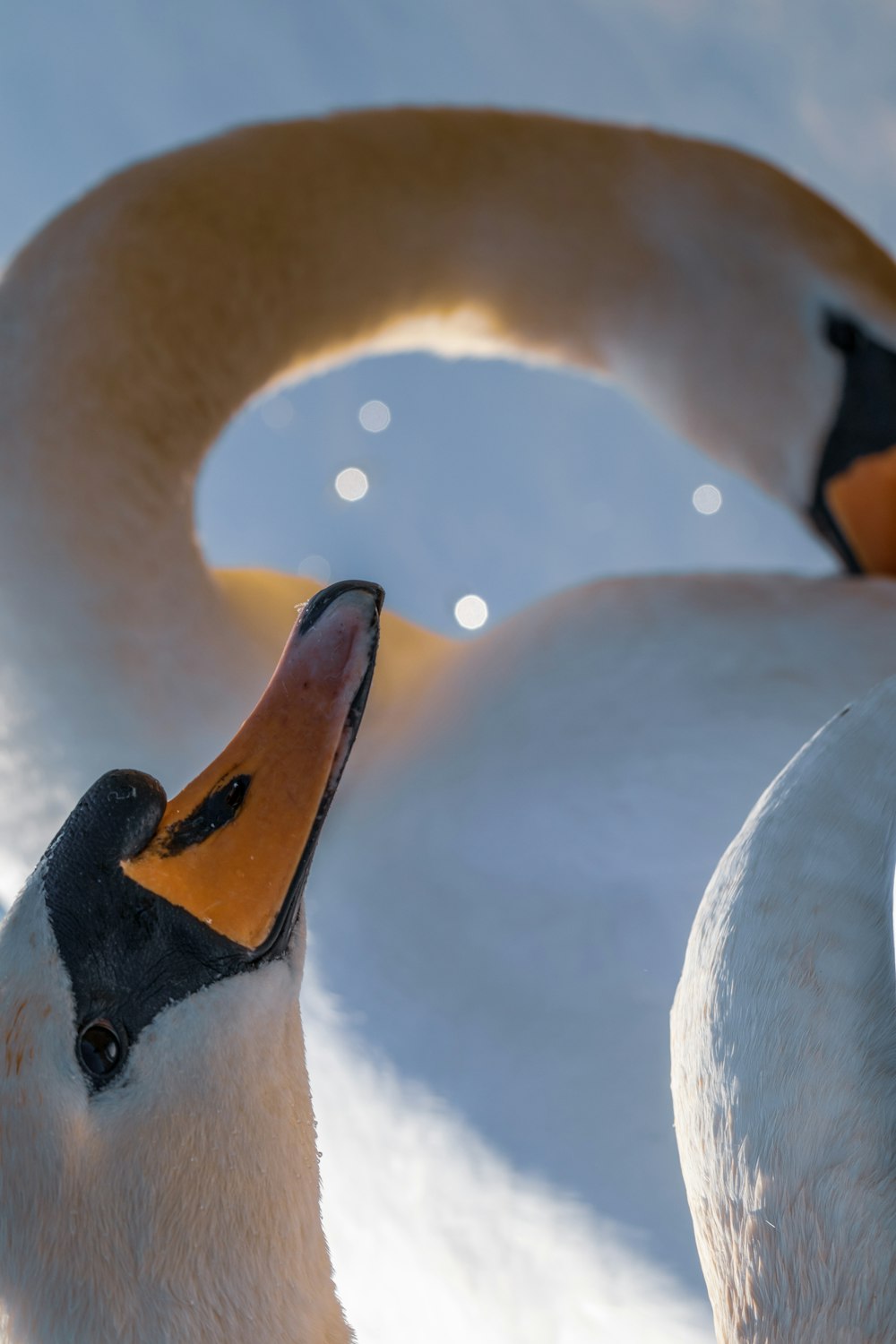 white swan on water during daytime