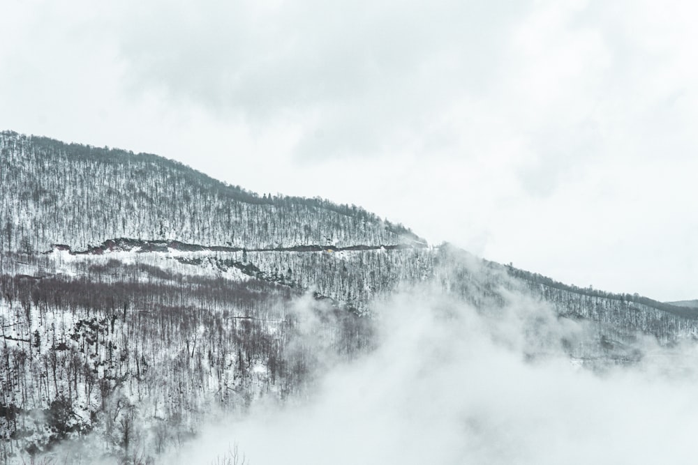 green trees on mountain under white clouds during daytime