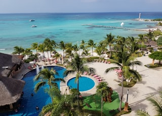 green palm trees near body of water during daytime