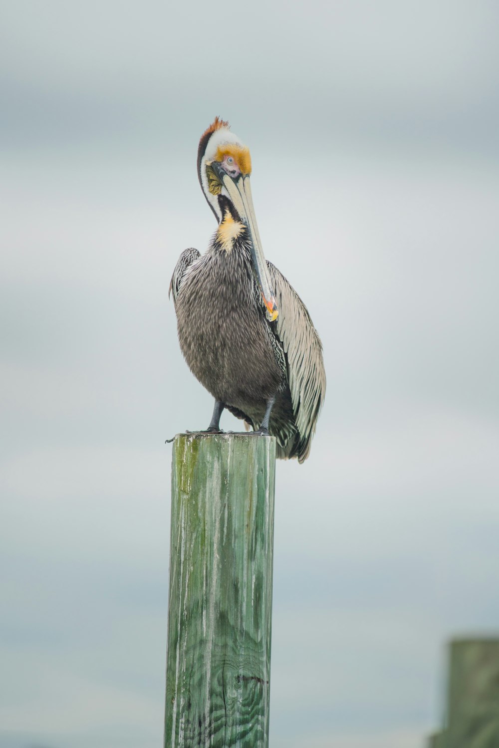 brown pelican on brown wooden post during daytime