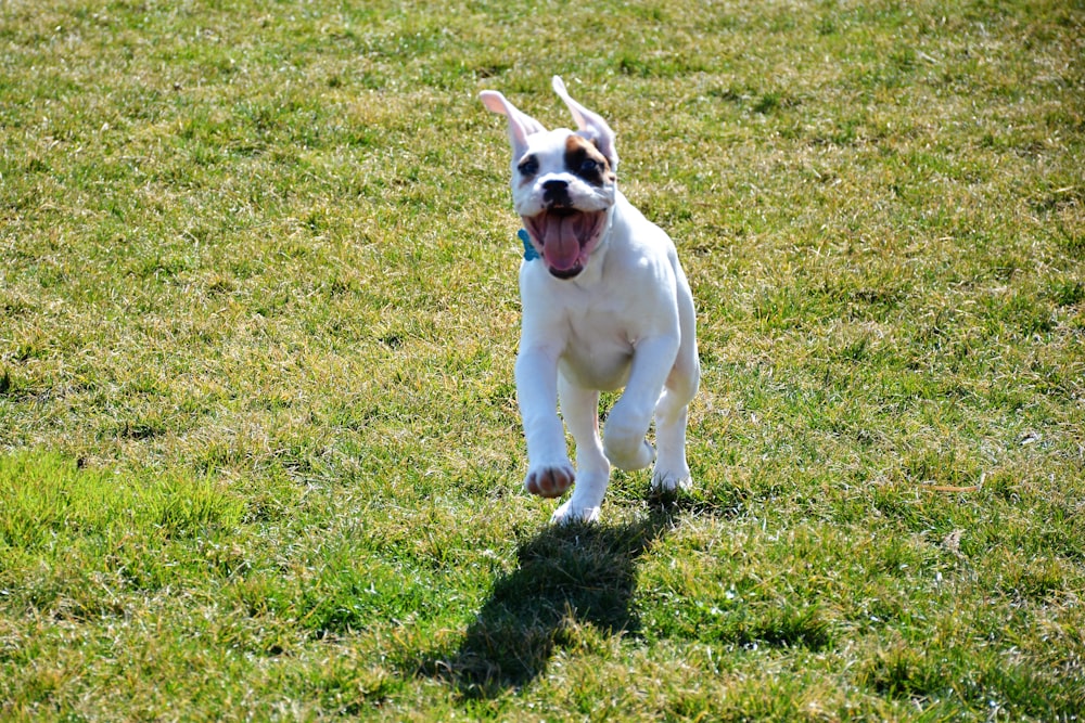 white and brown short coated dog on green grass field during daytime