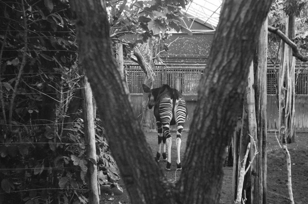 grayscale photo of zebra in front of tree