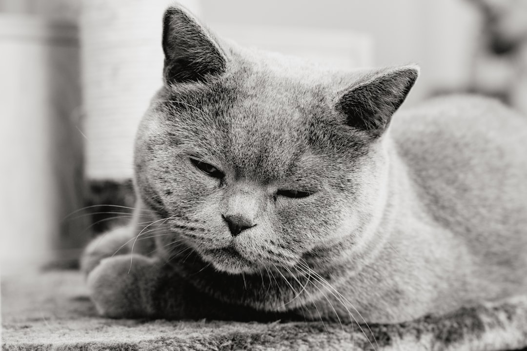 gray scale photo of cat