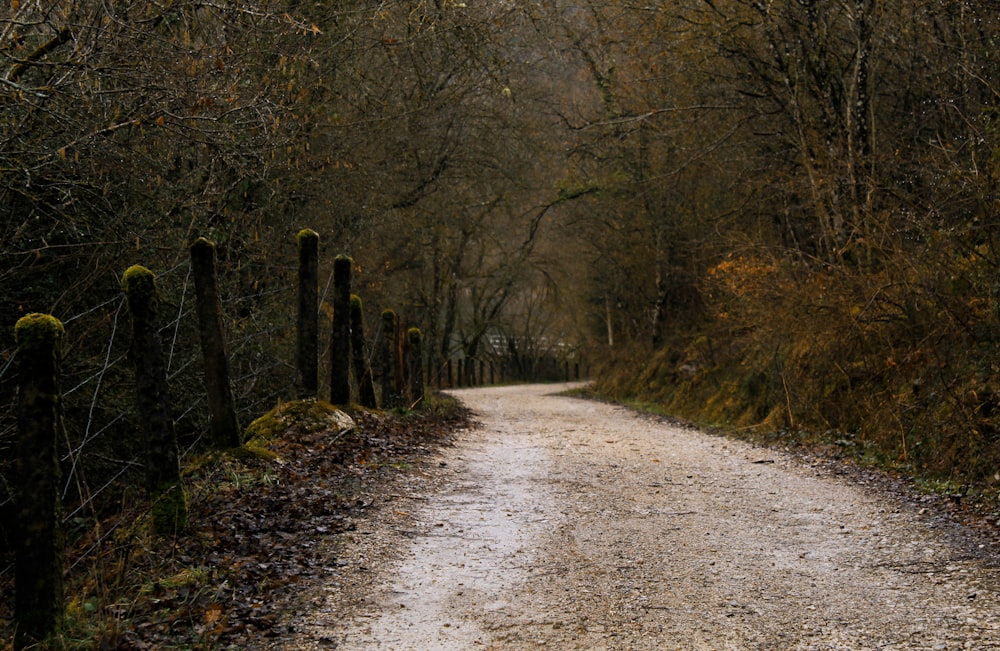 gray dirt road between trees during daytime