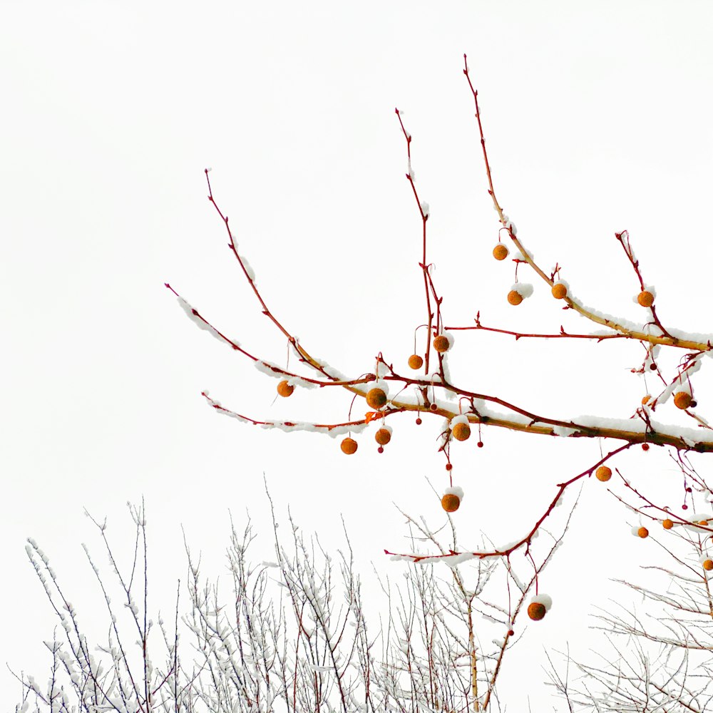 brown leafless tree under white sky during daytime