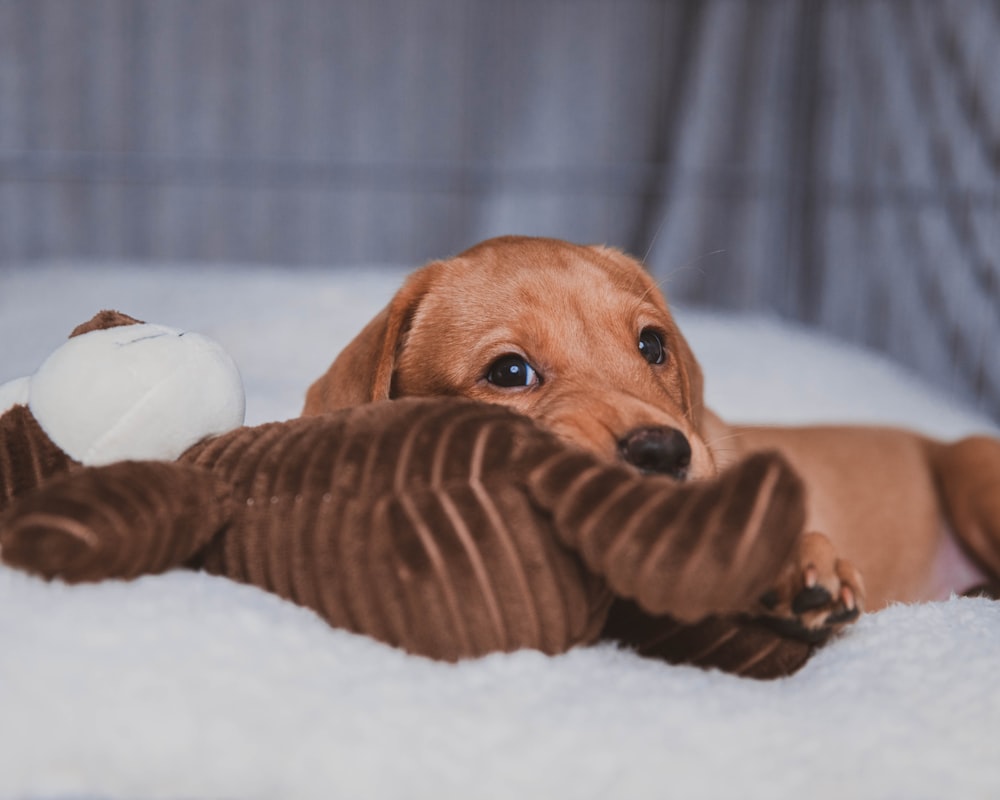 brown short coated dog lying on white textile