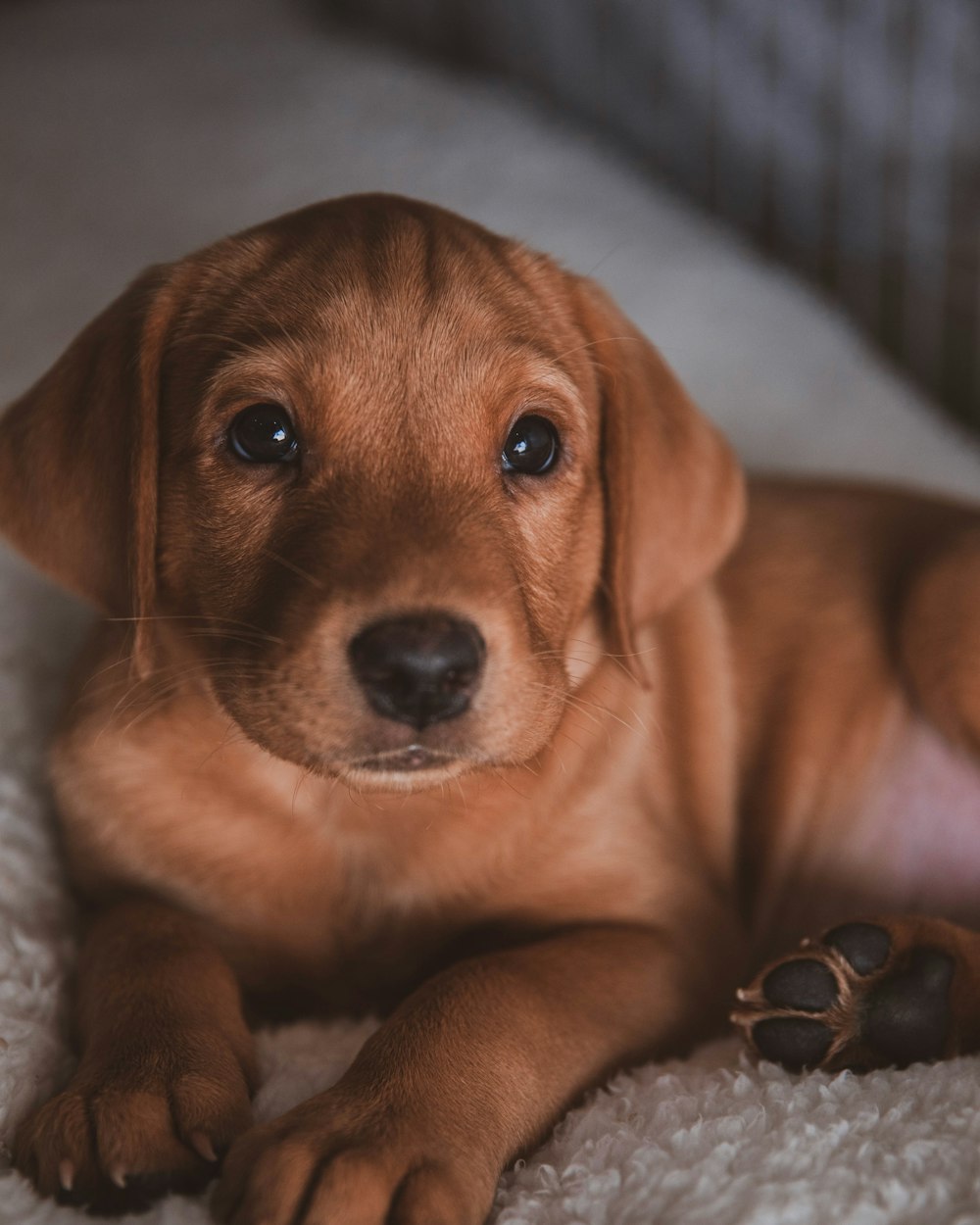 brown short coated puppy on white textile