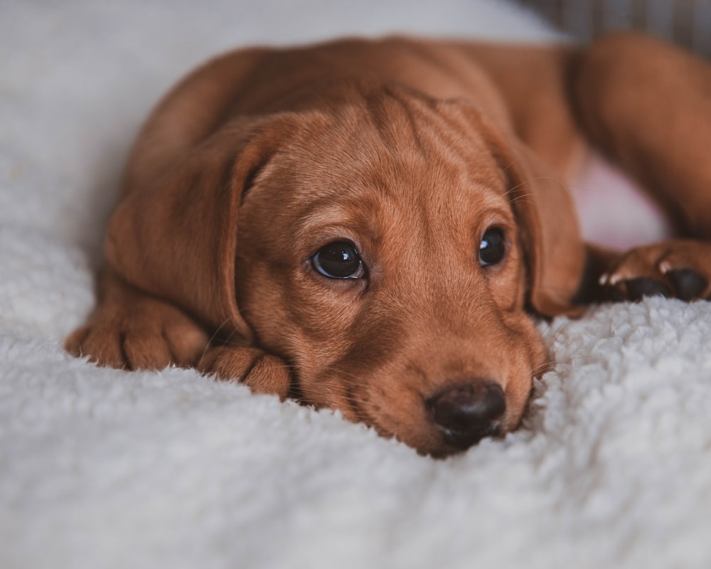 brown short coated dog lying on white textile