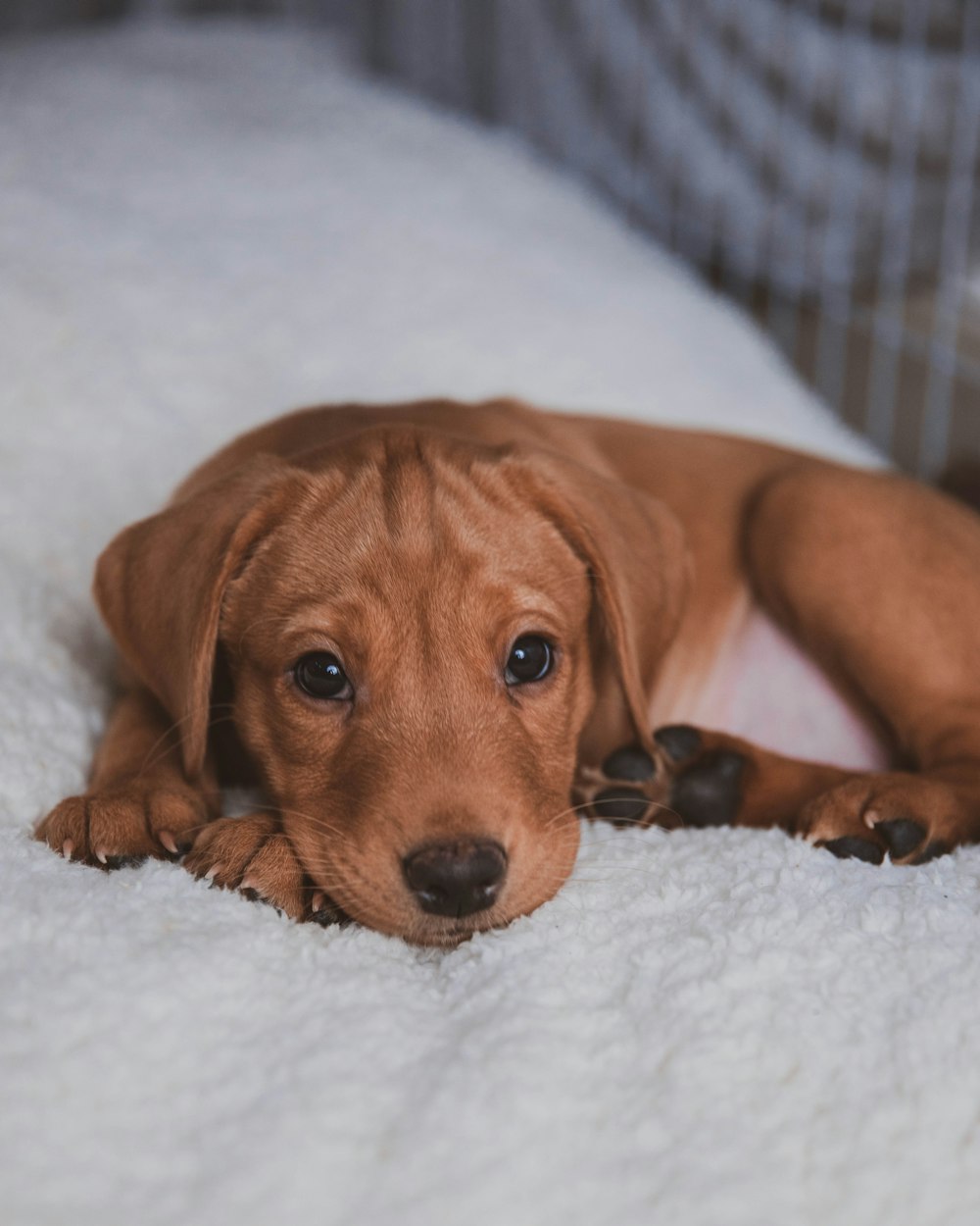 brown short coated dog on white textile