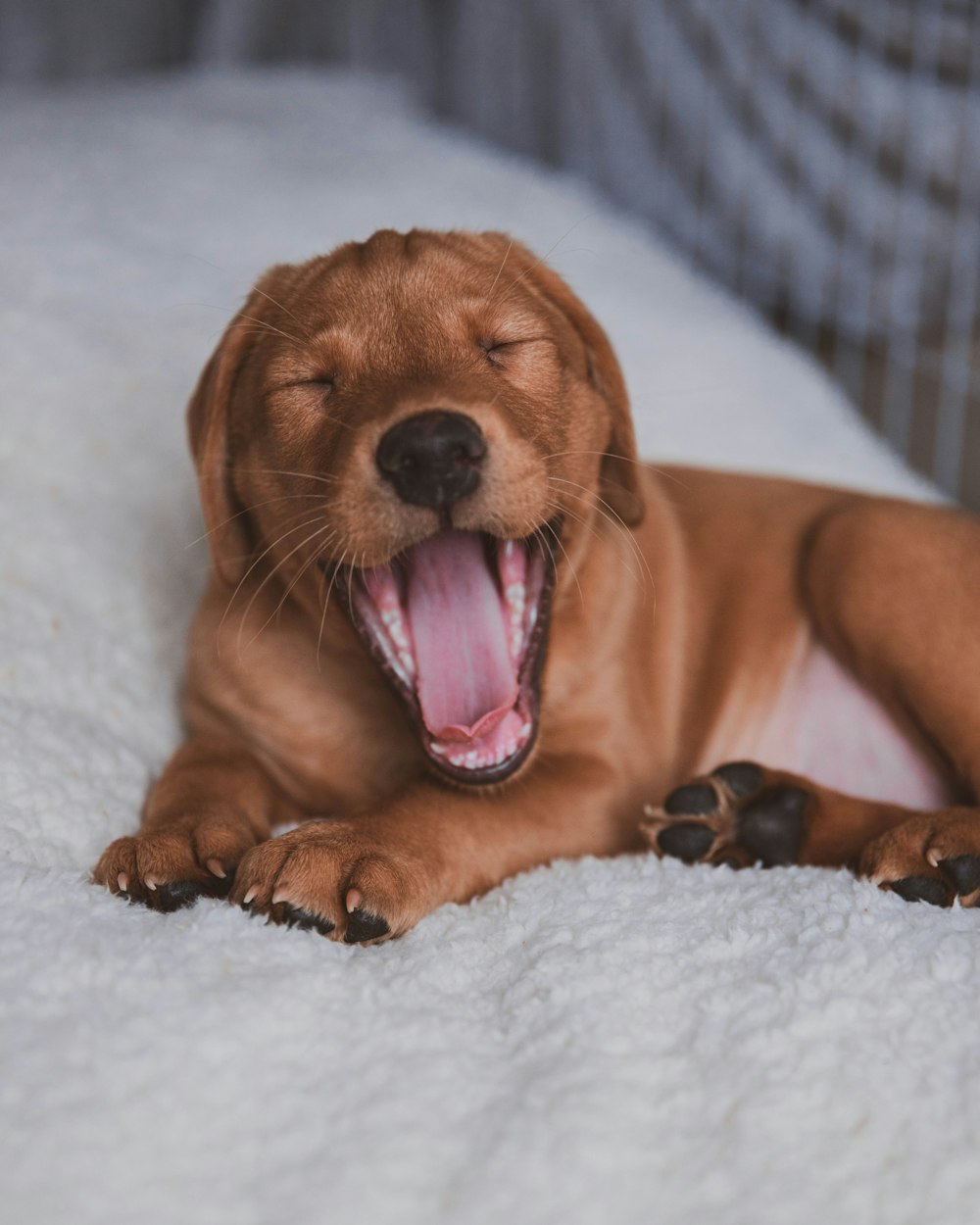 brown short coated puppy lying on white textile