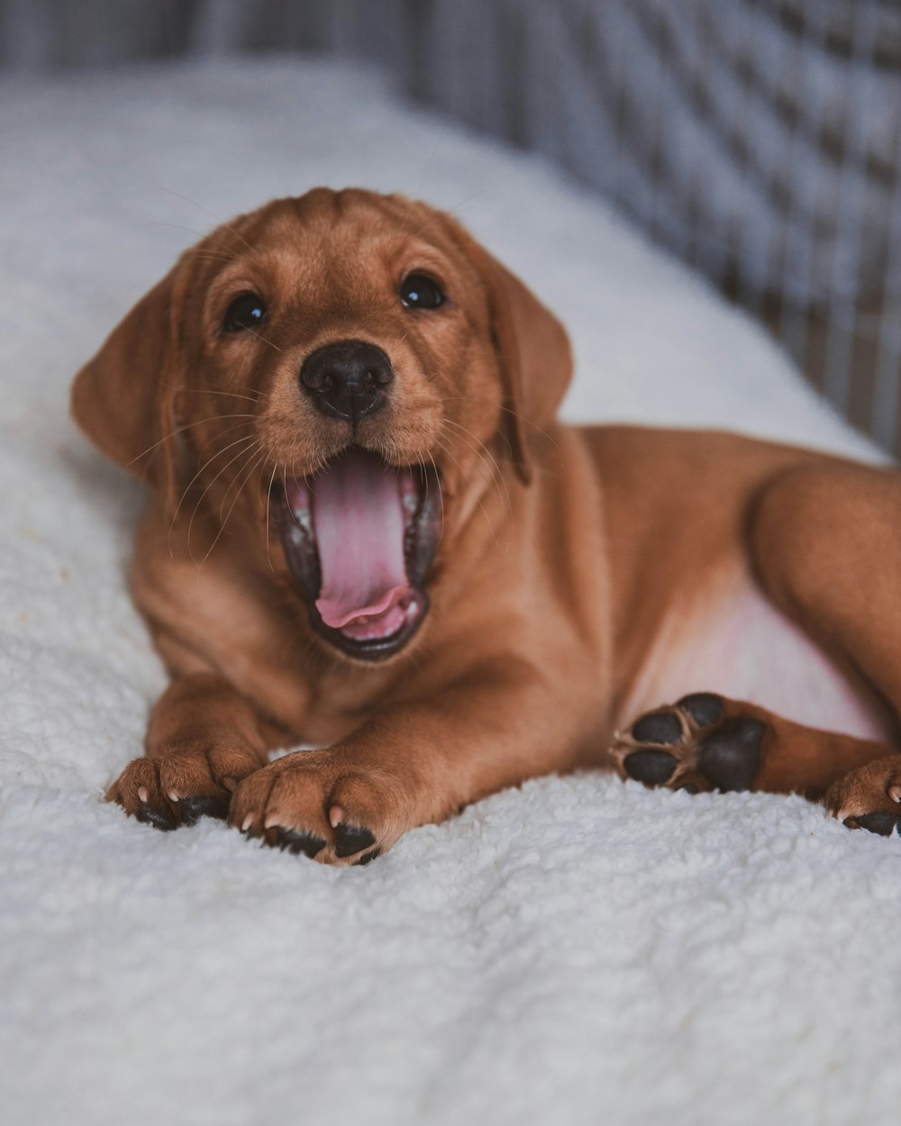 brown short coated puppy lying on white textile