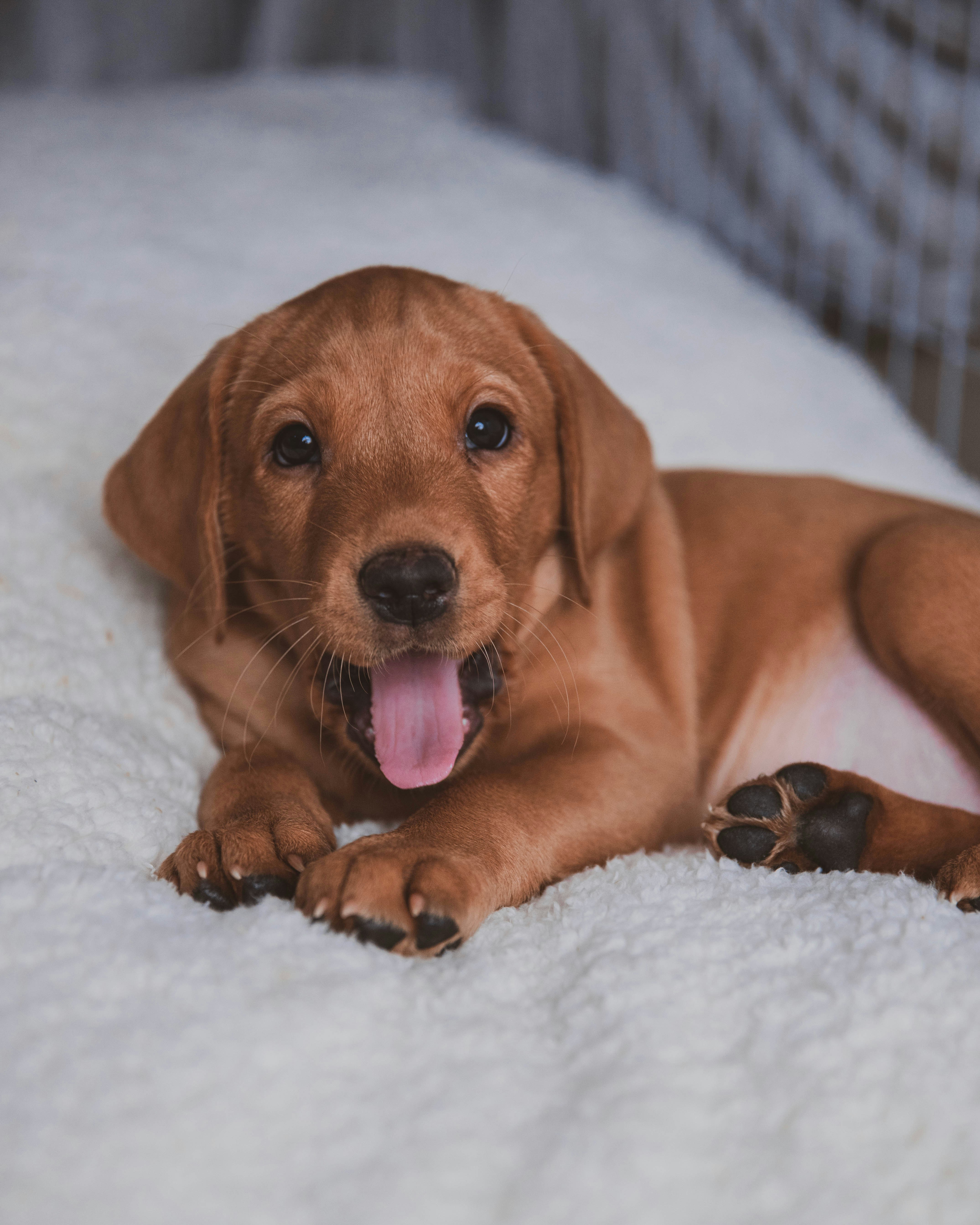 brown short coated dog lying on white textile