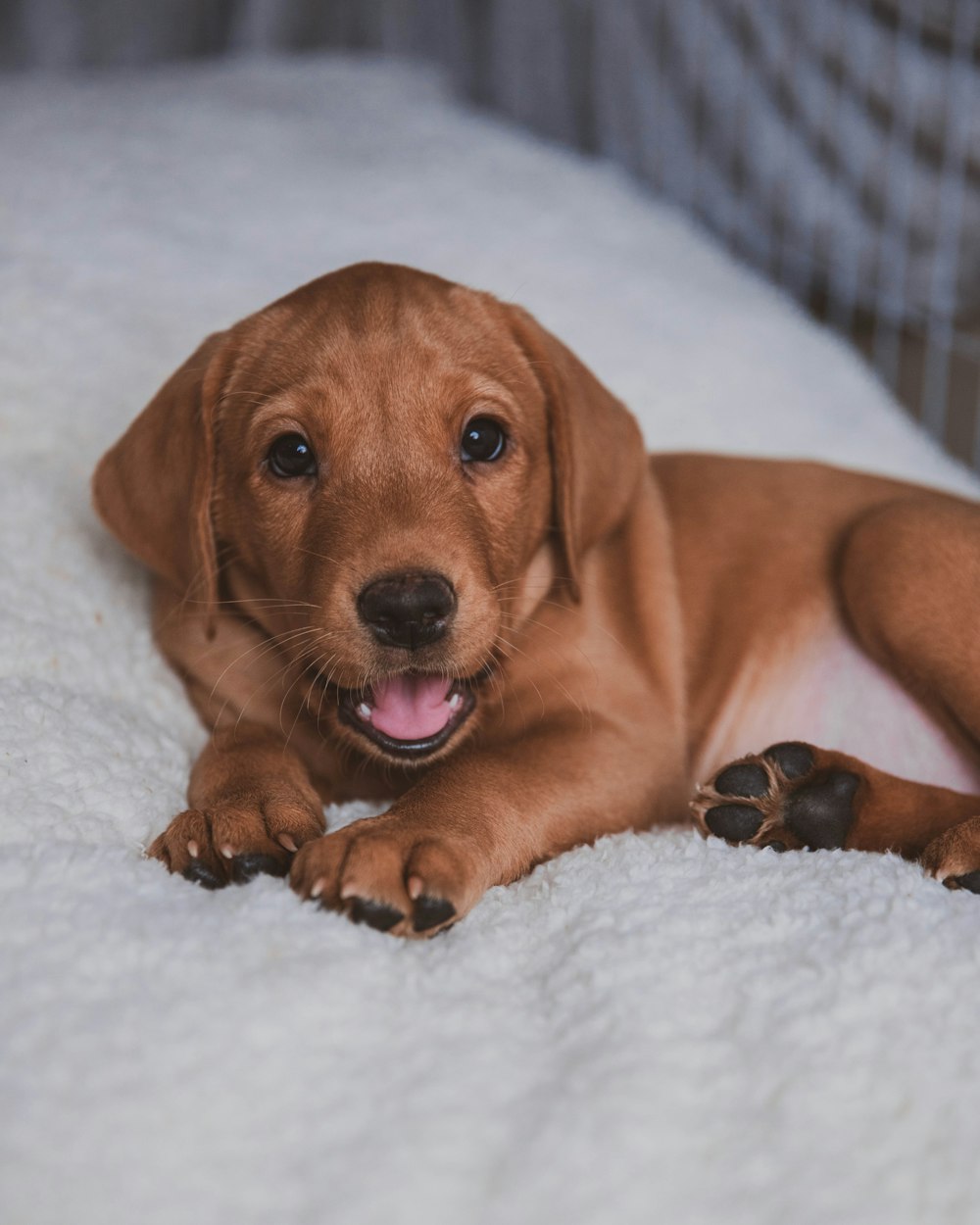 brown short coated dog lying on white textile