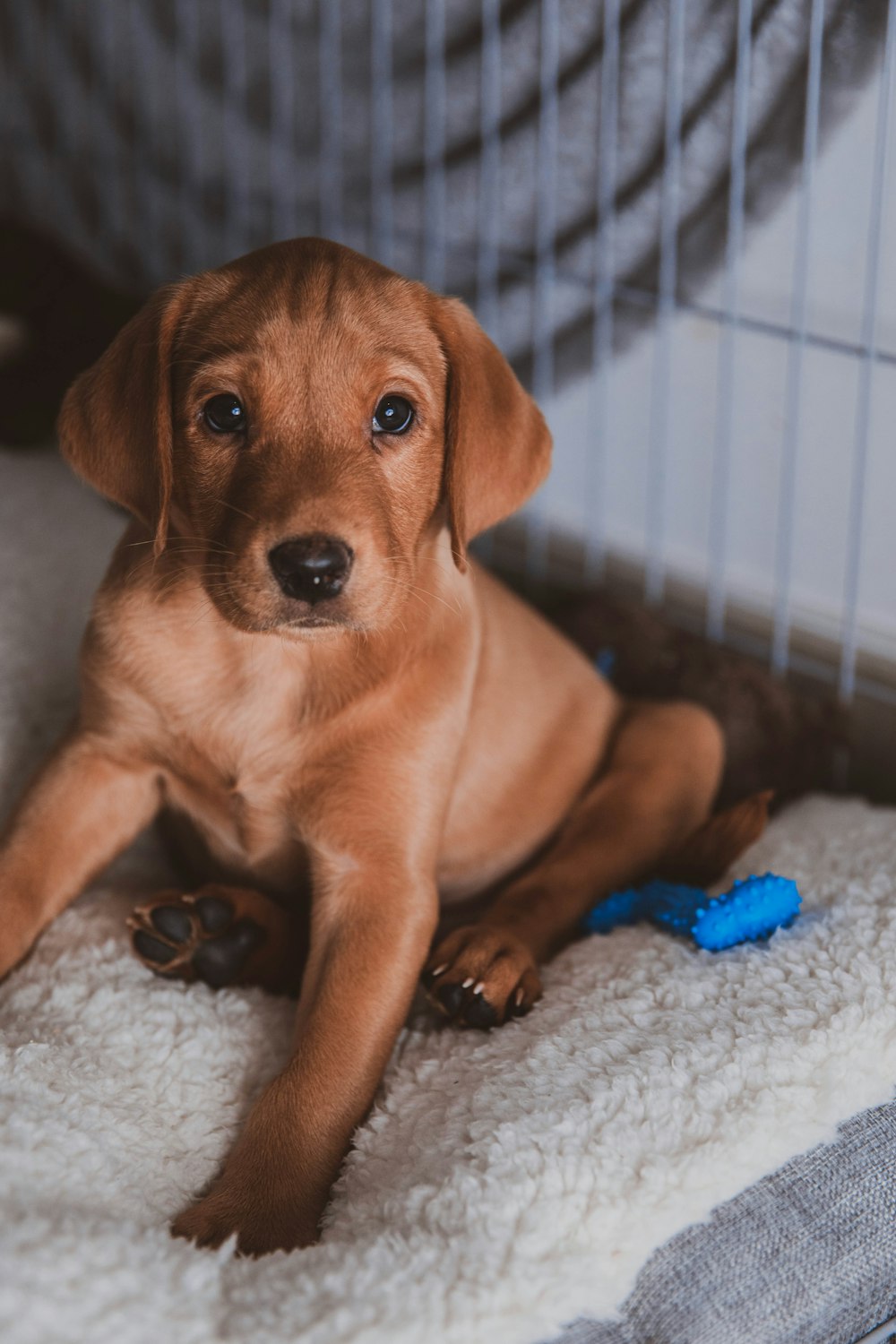 brown short coated dog on blue textile