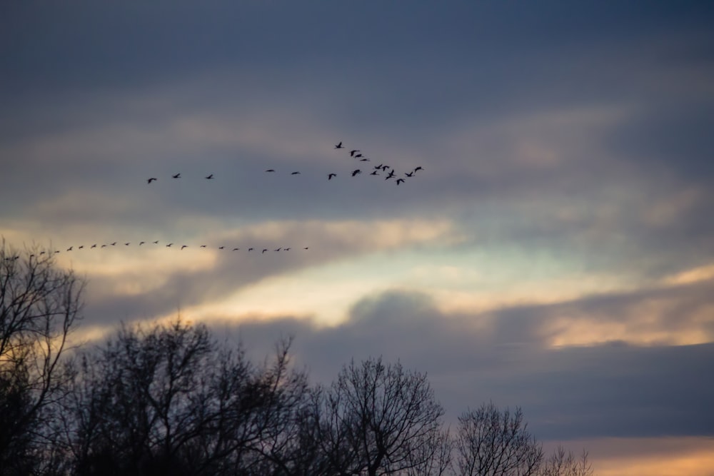 birds flying over the trees during daytime