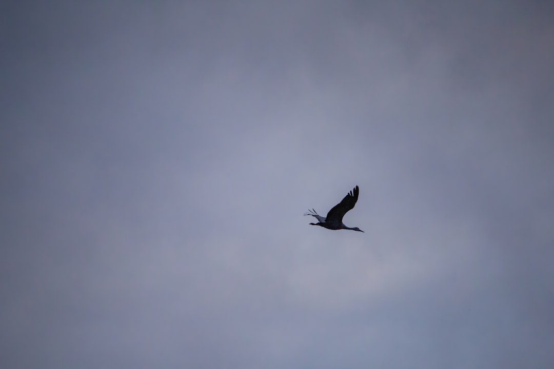 black bird flying under white clouds during daytime