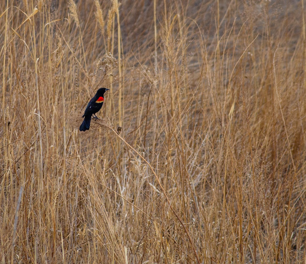 uccello nero e rosso sul campo di erba marrone durante il giorno