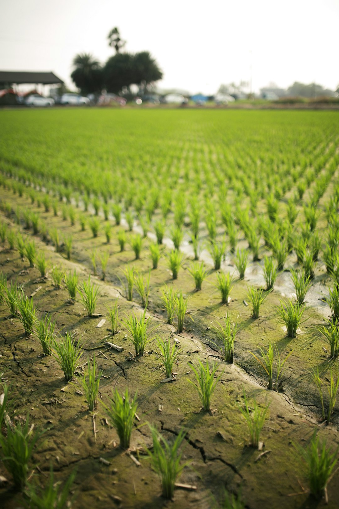 green plant on brown soil during daytime