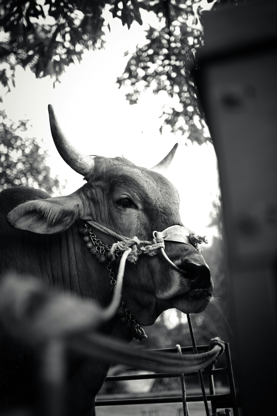 grayscale photo of cows head