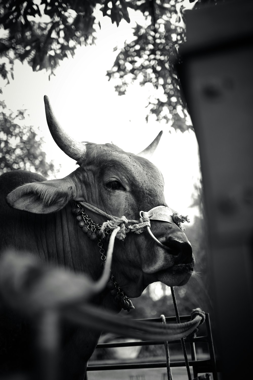 grayscale photo of cows head