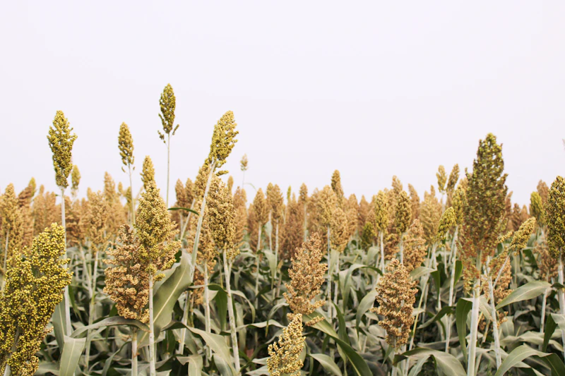 Sorghum
