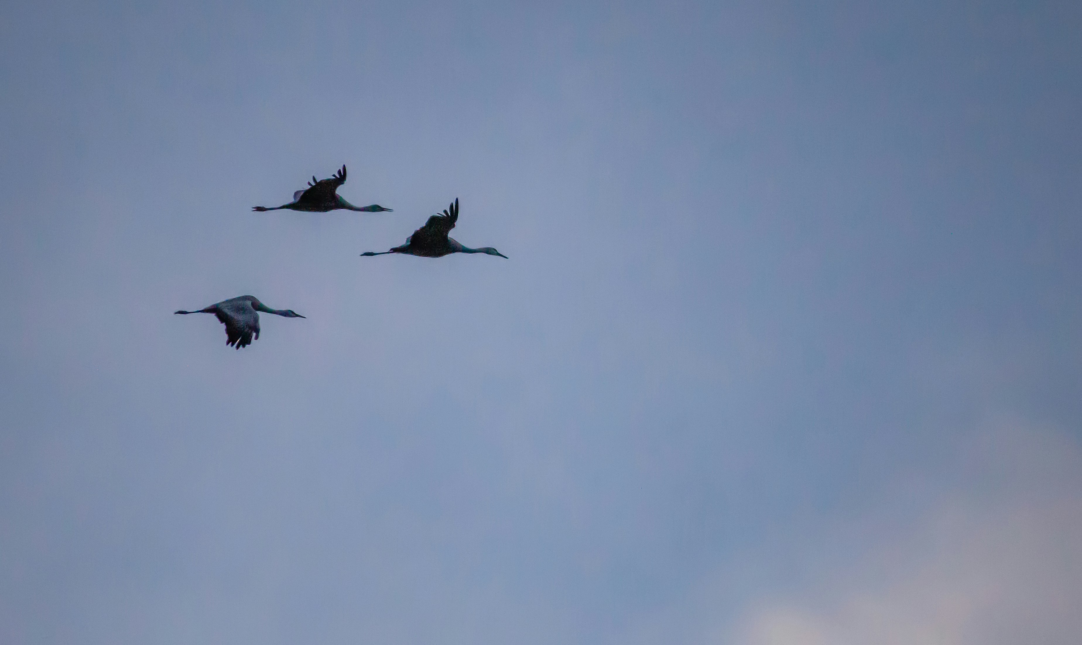 Blue Jays Take Lead in World Series