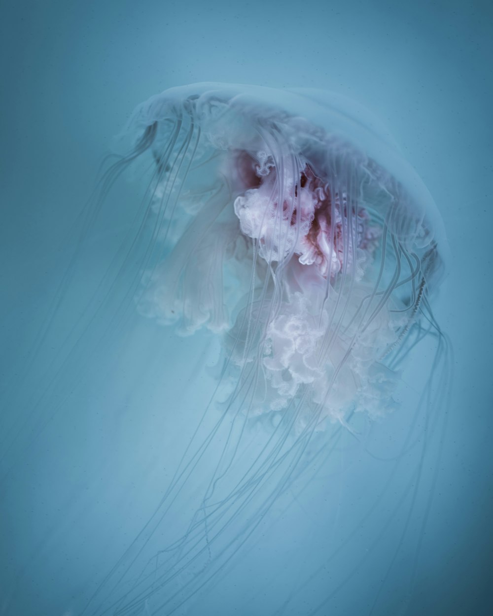 white and pink jellyfish in water