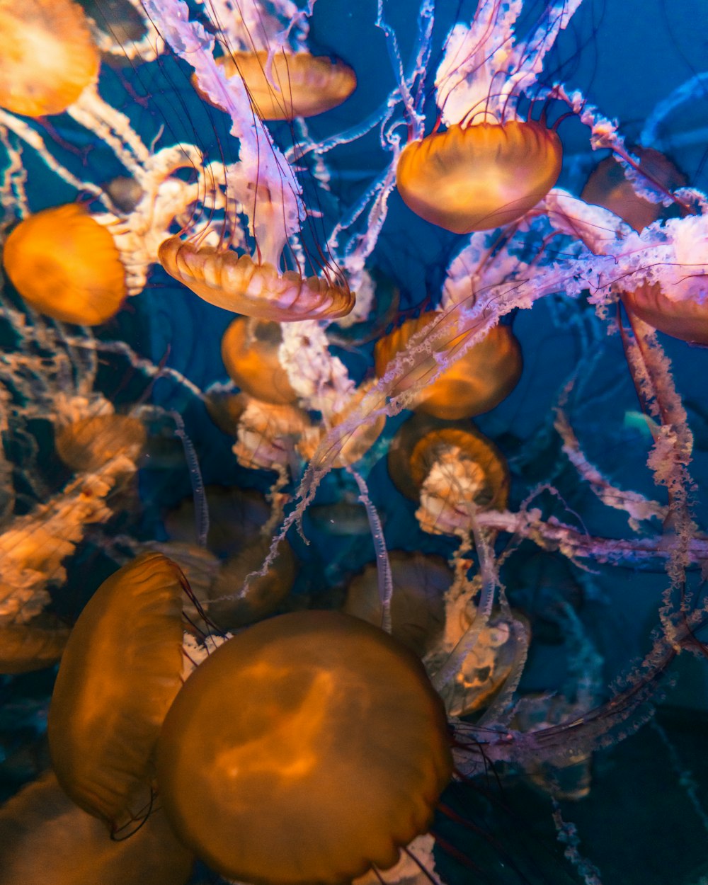 blue jellyfish in body of water