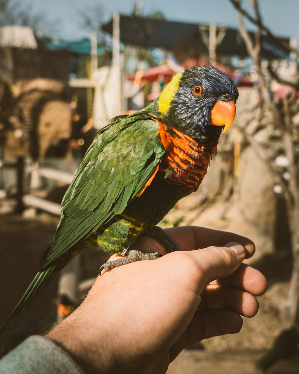 oiseau vert, jaune et noir sur la main des personnes