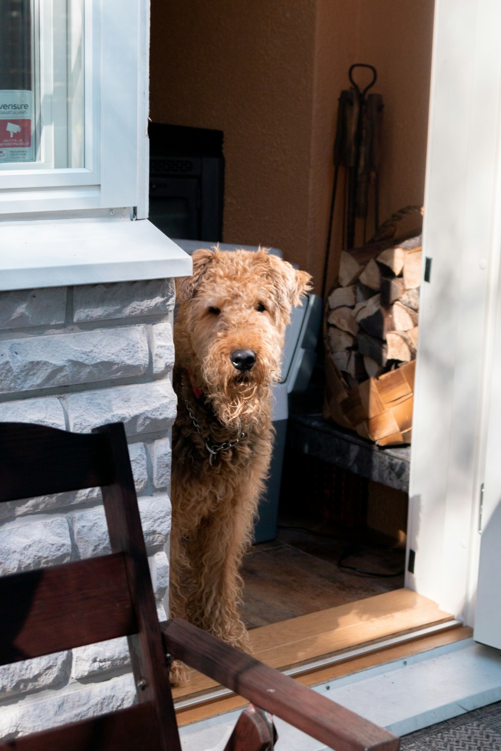 brown and black long coated dog