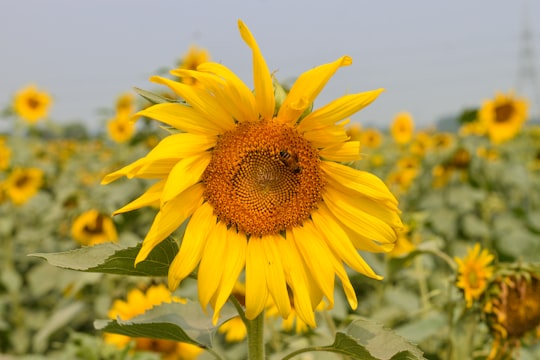 yellow sunflower in close up photography in Narsingdi Bangladesh