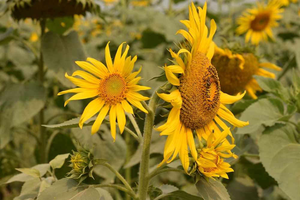 yellow sunflower in close up photography